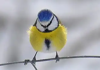 Photo vue de face d'un adulte posé sur une clôture.