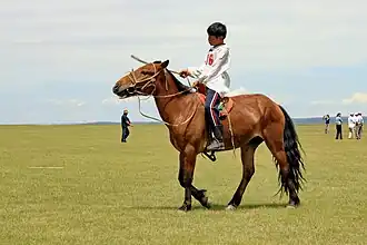 Cheval mongol monté lors du Naadam de 2010.