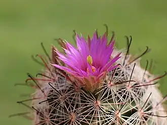 Description de cette image, également commentée ci-après