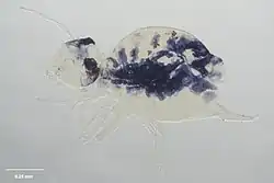 Description de l'image MA I144748 TePapa Parakatianna-salmoni full.jpg.