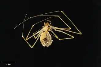 Description de l'image MA I153513 TePapa Nomaua-urquharti-Fitzgerald full.jpg.