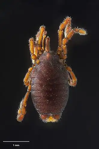 Description de l'image MA I182977 TePapa Neopurcellia-salmoni full.jpg.