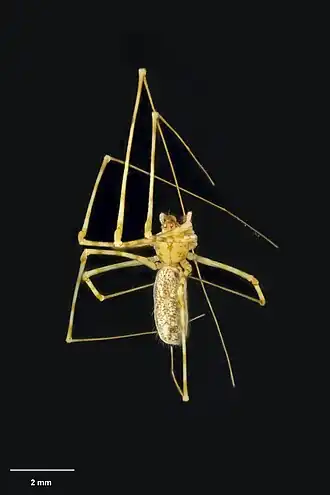 Description de l'image MA I183181 TePapa Nomaua-taranga-Fitzgerald full.jpg.