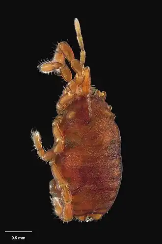 Description de l'image MA I263401 TePapa Rakaia-pauli-Forster full.jpg.