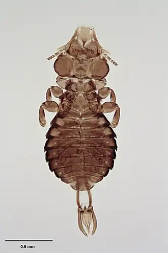 Description de l'image MA I291113 TePapa Saemundssonia-creagrusa full.jpg.