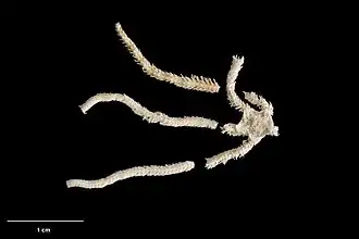 Ophiopsila novaezealandiae