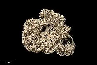 Face orale d'une Astrodendrum elingamita naturalisée.