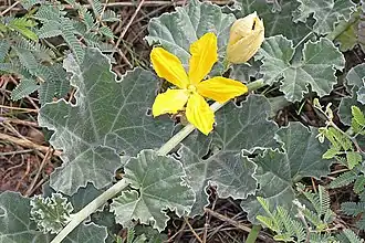 Description de l'image MELON-LOCO (Apodanthera undulata) 78 circulo montana, patagonia lake ranch estates, scc, az -01 (5988170756).jpg.