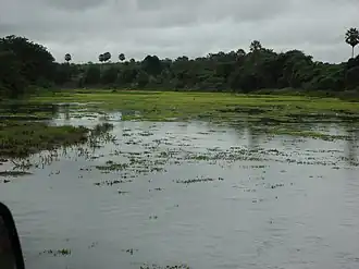 Governador Dix-Sept Rosado