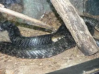 Description de cette image, également commentée ci-après