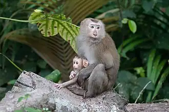 Macaque à queue de cochon du nord avec son bébé