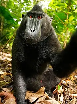 Autoportrait d'un macaque nègre.