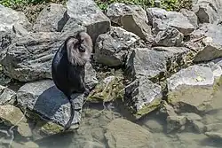 Macaca silenus (Ouandérou) au ZooParc de Beauval à Saint-Aignan-sur-Cher, France.