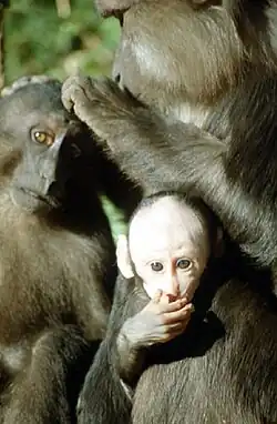 Jeune de moins de trois mois.