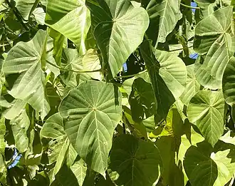 Vue de larges feuilles vertes de forme ovale
