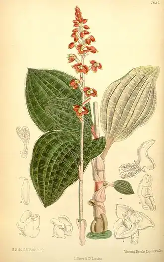 Description de l'image Macodes petola (as Macodes javanica) - Curtis' 115 (Ser. 3 no. 45) pl. 7037 (1889).jpg.