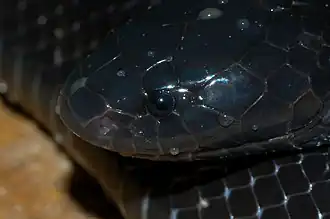 Description de l'image Macrelaps microlepidotus head.jpg.