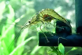 Macrobrachium lanchesteri