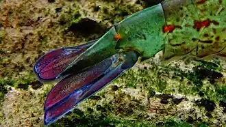 Aquarium du palais de la Porte-Dorée