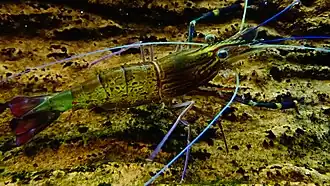 Aquarium du palais de la Porte-Dorée