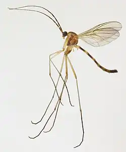 Macrocera fasciata (Pays de Galles)