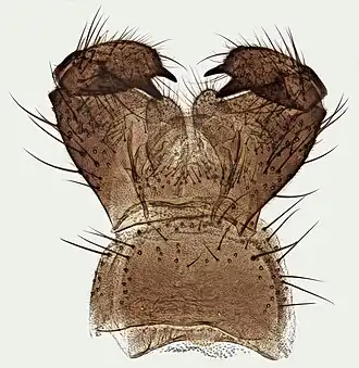 Macrocera, pièces buccales (Pays de Galles)