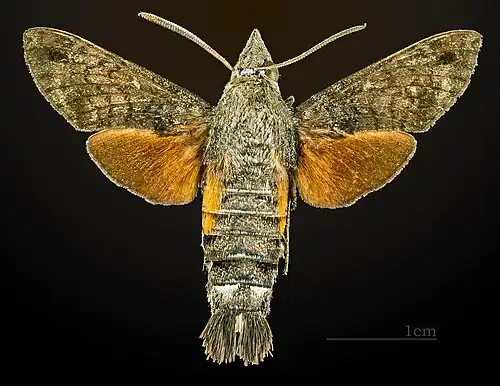 Vue dorsale (coll.MHNT)