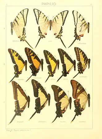 Description de l'image Macrolepidoptera15seit 0041.jpg.