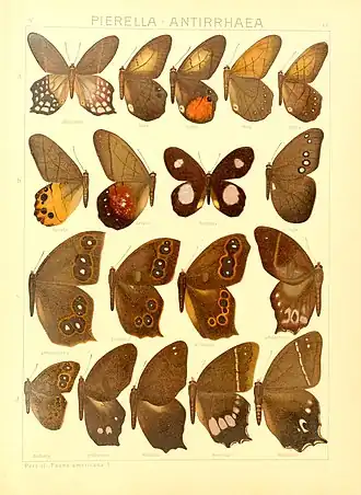 Description de l'image Macrolepidoptera15seit 0095.jpg.