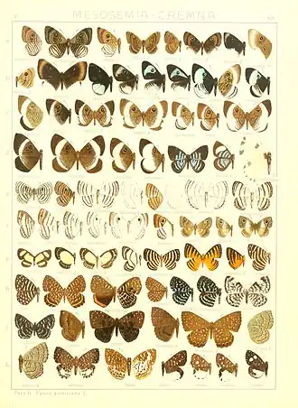 Description de l'image Macrolepidoptera15seit 0279.jpg.