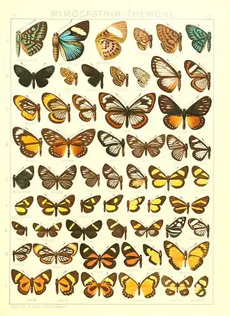 Description de l'image Macrolepidoptera15seit 0281.jpg.