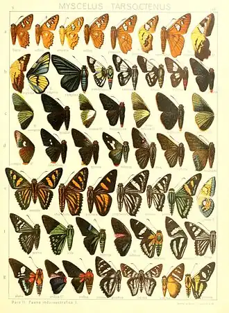 Description de l'image Macrolepidoptera15seit 0357.jpg.