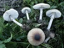 Macrolepiota phaeodisca