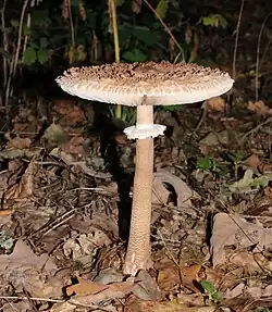 Macrolepiota procera