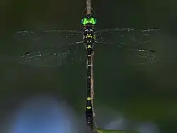 Macromia flavocolorata (Macromiidae)