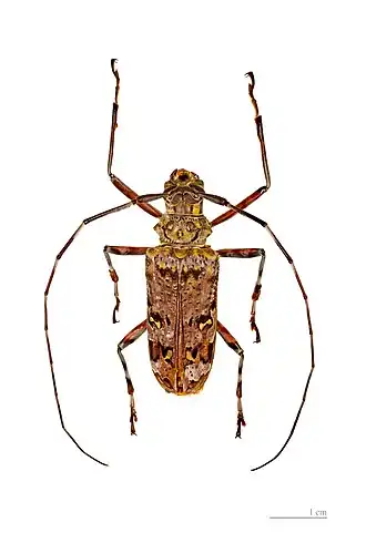 Description de cette image, également commentée ci-après