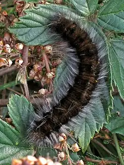 Chenille de Bombyx de la ronce