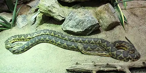couple de Daboia mauritanica dans un zoo
