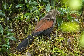 Description de cette image, également commentée ci-après