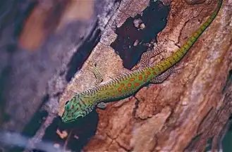 Phelsuma kochi