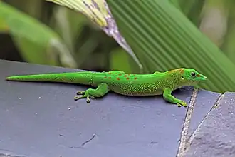 Description de l'image Madagascar giant day gecko (Phelsuma grandis) Nosy Komba.jpg.
