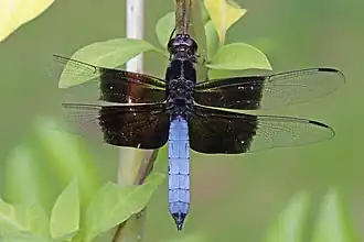 Description de l'image Madagascar jungle skimmer (Thermorthemis madagascariensis) male 2.jpg.