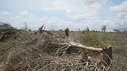 Destruction d'une forêt buissonnante dans le sud de Madagascar, les arbres et les buissons coupés gisant sur le sol