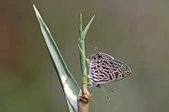 Leptotes rabefaner