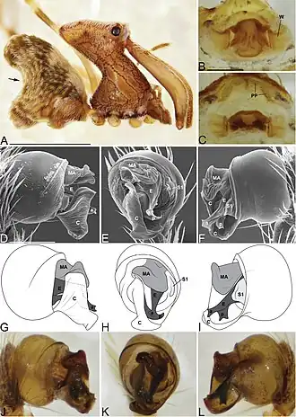 Description de l'image Madagascarchaea lotzi (10.3897-zookeys.727.20222) Figure 27.jpg.