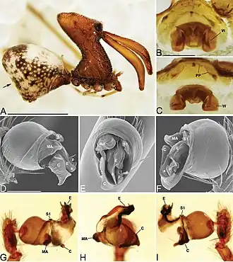 Description de l'image Madagascarchaea moramora (10.3897-zookeys.727.20222) Figure 28.jpg.