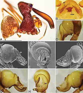 Description de l'image Madagascarchaea rabesahala (10.3897-zookeys.727.20222) Figure 25.jpg.
