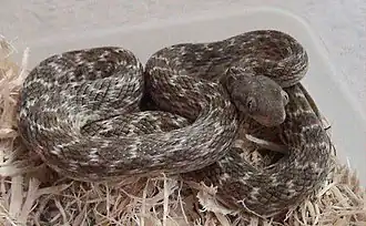 Description de l'image Madagascarophis colubrinus.jpg.