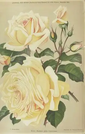 Image illustrative de l’article Madame Jules Gravereaux