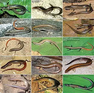 Description de l'image Madascincus (10.3897-zse.92.9945) Figure 4.jpg.